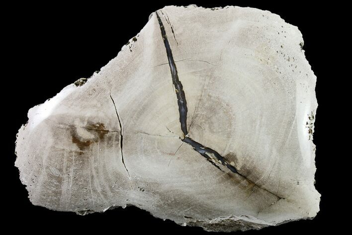 Long Polished Petrified Tropical Hardwood Limb - Texas #163736